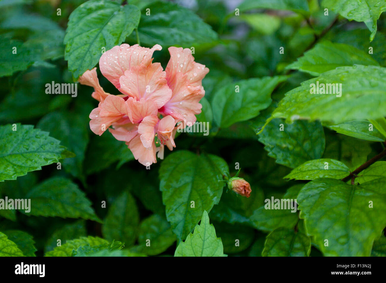 Regentropfen auf einer tropischen Pfirsich farbigen Doppel Hibiskus Blume mit einem grünen Blatt Hintergrund. Stockfoto