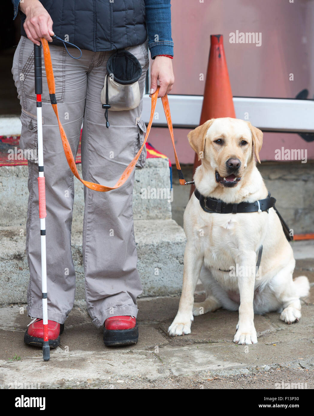 Ein blinder wird von ihrem golden Retriever Hund während des letzten  Trainings für den Hund geführt. Die Hunde sind verschiedene tr unterziehen  Stockfotografie - Alamy