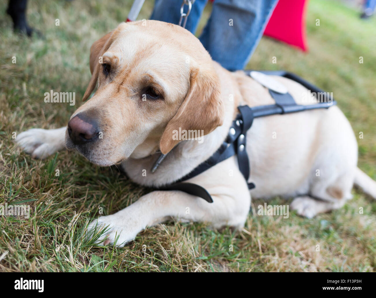 Labrador Retriever Blindenhund vor dem letzten Training für das Tier. Die Hunde durchlaufen verschiedene Schulungen vor endlich g Stockfoto