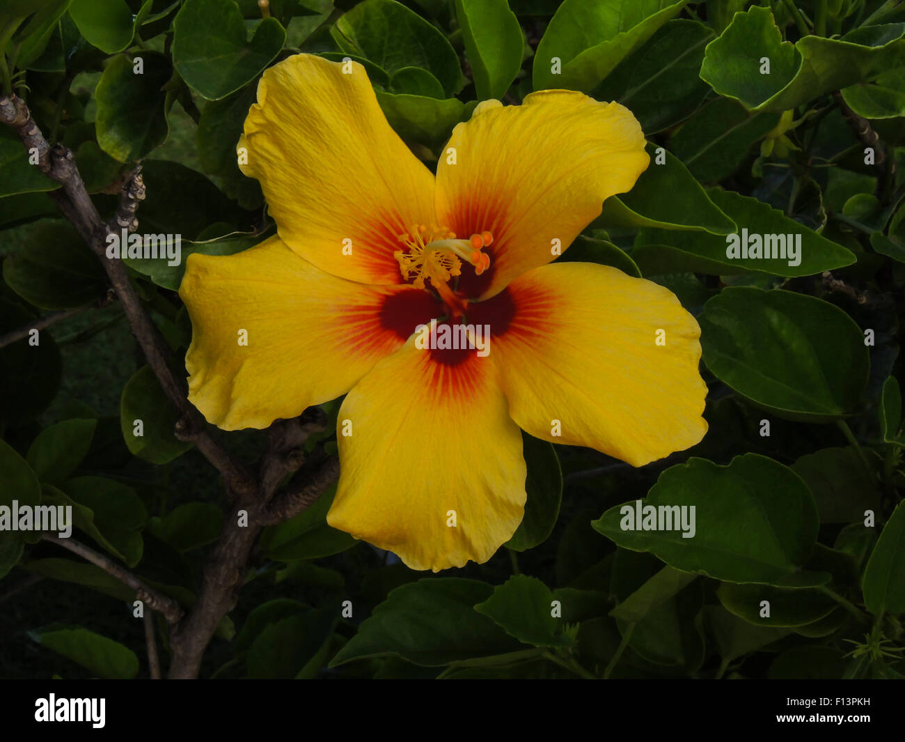 Hibiskusblüten, Zustandblume von Hawaii. ist eine tropische oder Sub tropischen Blume, die in den hawaiischen Inseln lebt. Stockfoto