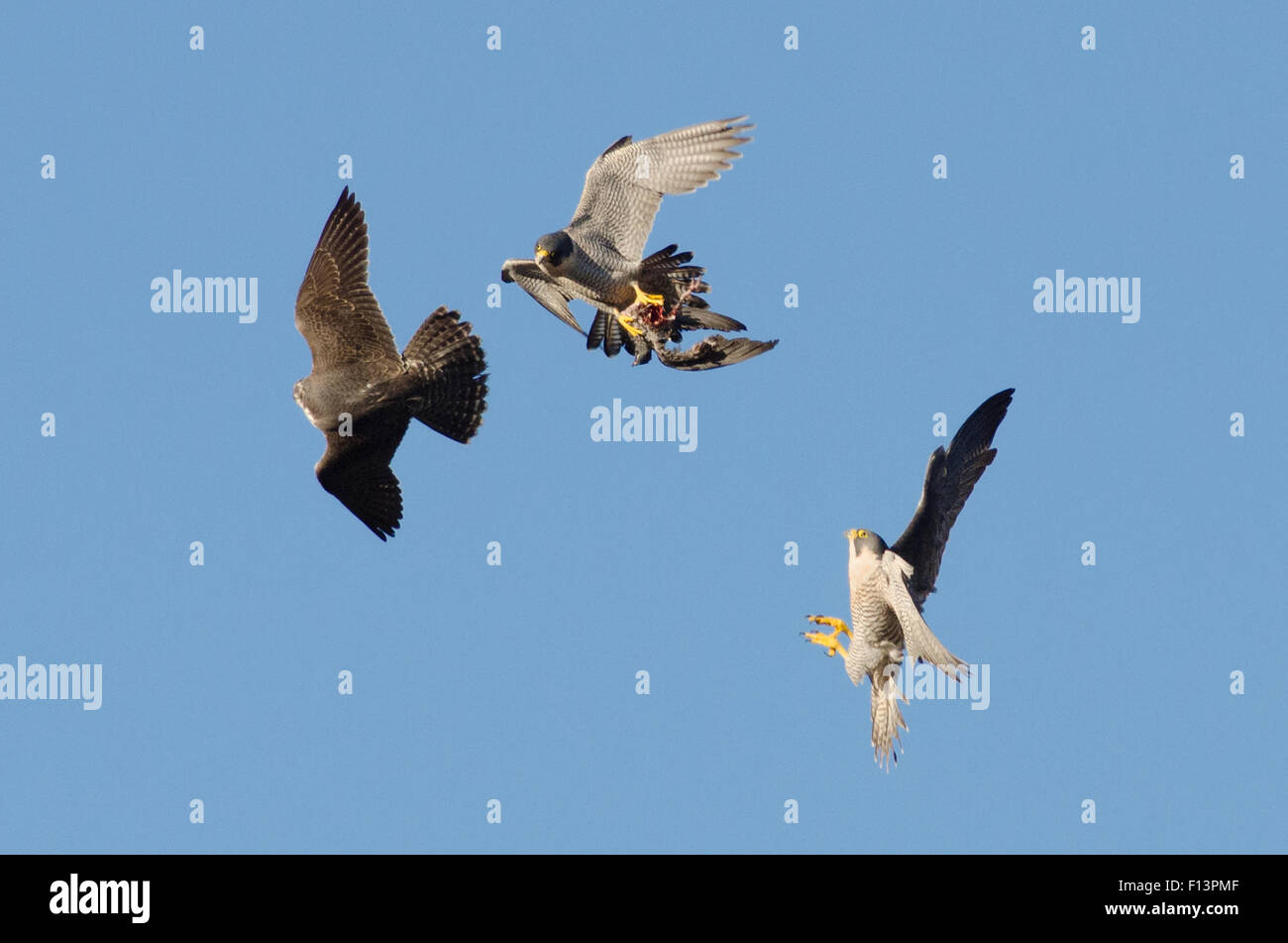 Erwachsene männliche Wanderfalke (Falco Peregrinus) während des Fluges mit Beute, gejagt von juvenile Männer und Erwachsene Frauen. Bristol, UK. Dezember. Stockfoto