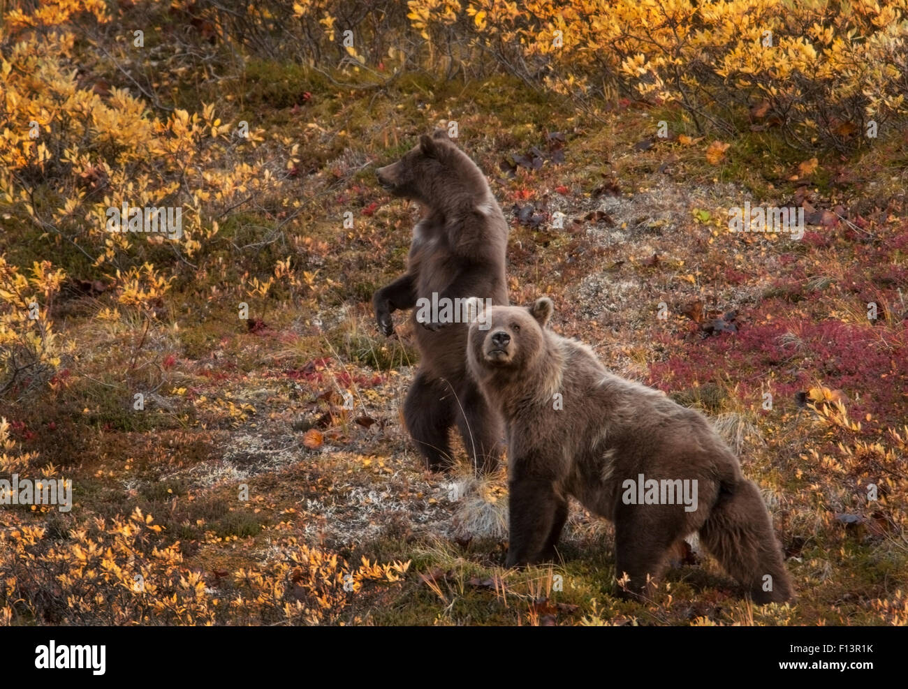 Grizzly Bär (Ursus Arctos) Sau und 2. Jahr Cub in Alarmbereitschaft, Denali-Nationalpark, Alaska Stockfoto