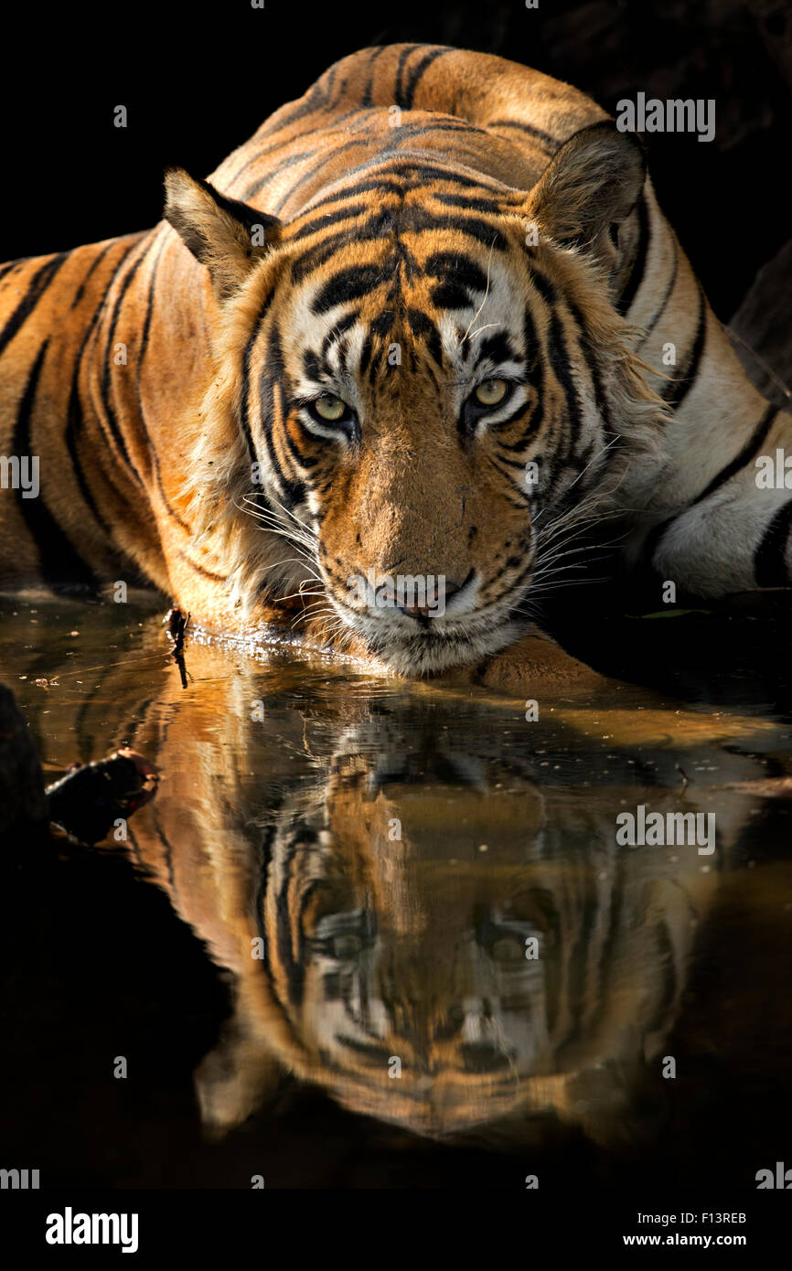 Bengal-Tiger (Panthera Tigris Tigris) männlichen "Romeo T6" cooling off im Wasserloch an heißen Sommertagen. Ranthambore Nationalpark, Indien. Stockfoto