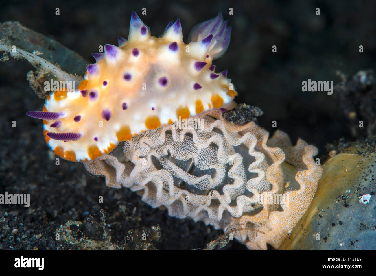 Nacktschnecke (Mexichromis Multituberculata) Pontes seinen Eiern auf gebrauchte Kunststoff-Flasche. Bitung, Nord-Sulawesi, Indonesien. Lembeh Strait, Molukken Meer. Stockfoto