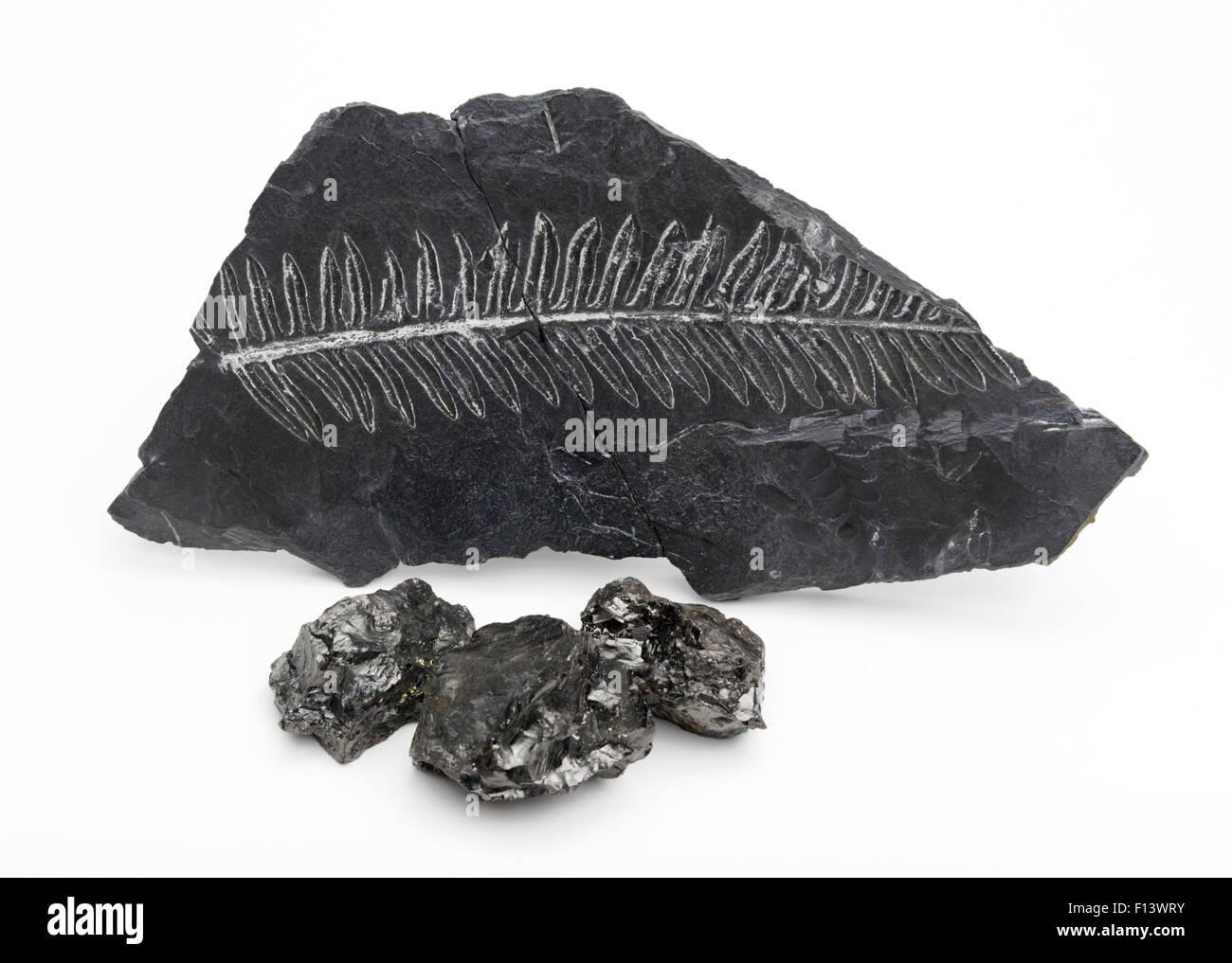 Kohle mit Farn Fossil in Schiefergestein Stockfoto