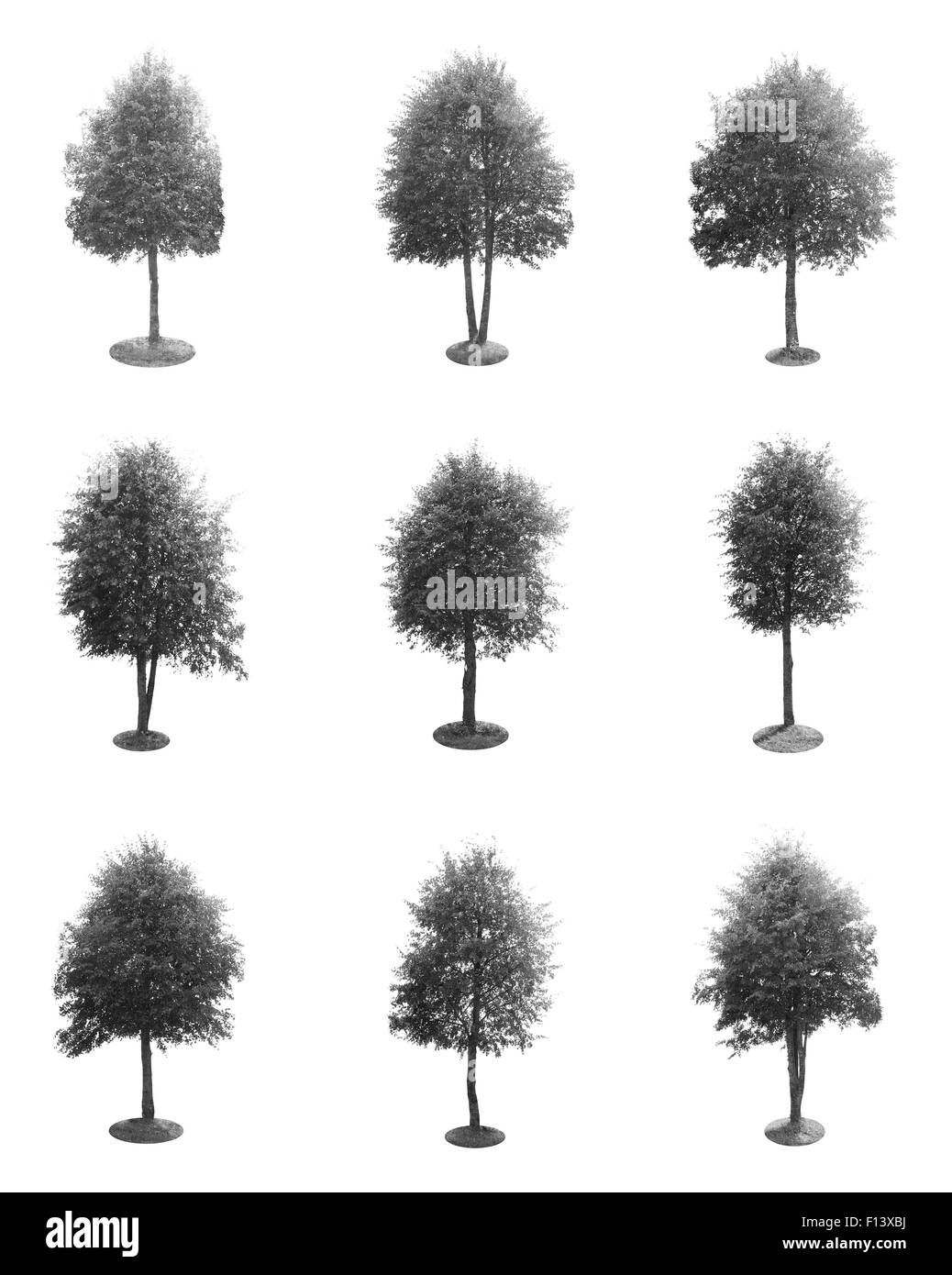 Satz von grüner Baum, Isolated on White Background Stockfoto