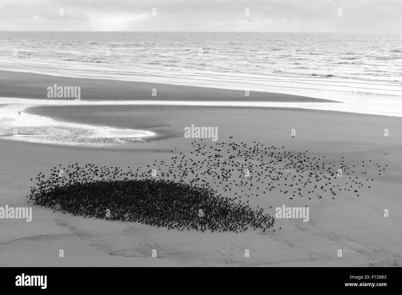 Eine Herde von Stare (Sturnus Vulgaris) ausziehen aus Blackpool Strand, England, UK. Oktober 2010. Stockfoto