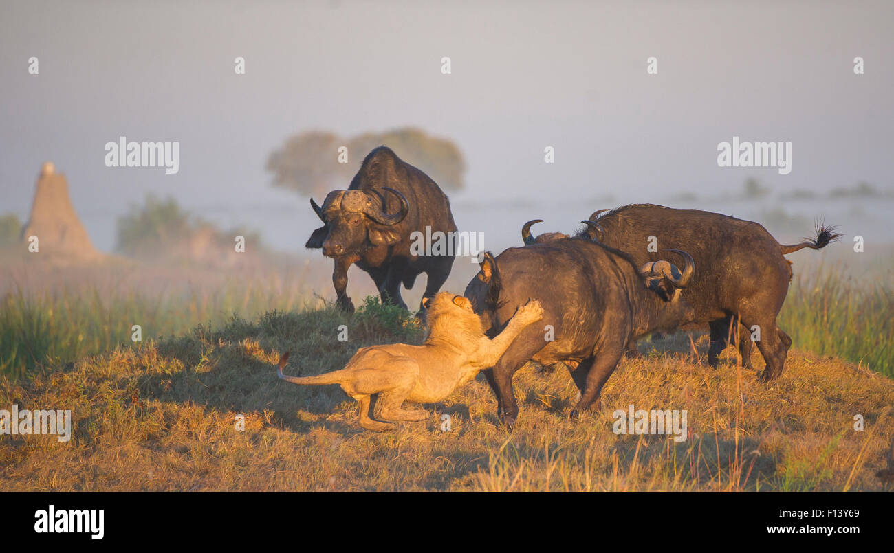 Afrikanischer Löwe (Panthera Leo) Angriff auf eine afrikanische Büffel (Syncerus Caffer), mit anderen Büffel in der Nähe, Okavango Delta, Botswana. Stockfoto
