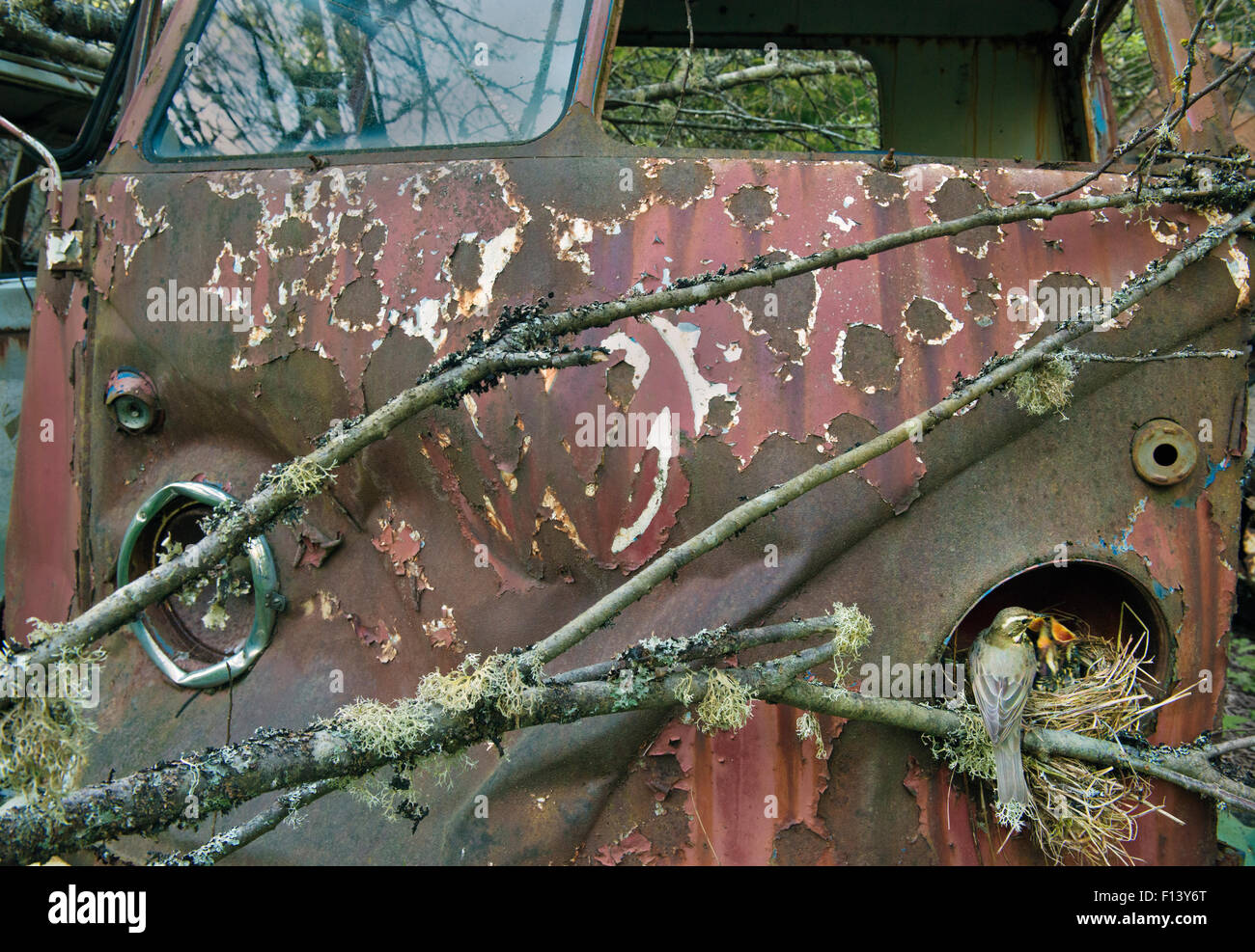 Rotdrossel (Turdus Iliacus) am Nest in alten Volkswagen Auto, Bastnas Auto Friedhof, Schweden, Mai. Stockfoto