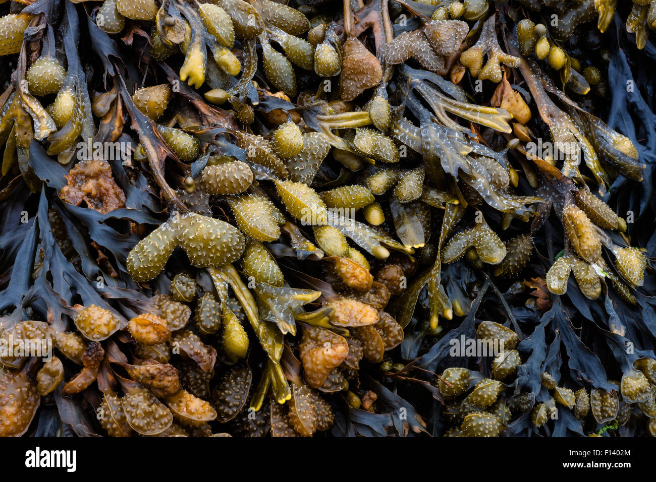 Blasentang oder Blase Wrack ist die häufigste Algen oder Seetang am Ufer des Vereinigten Königreichs. Stockfoto