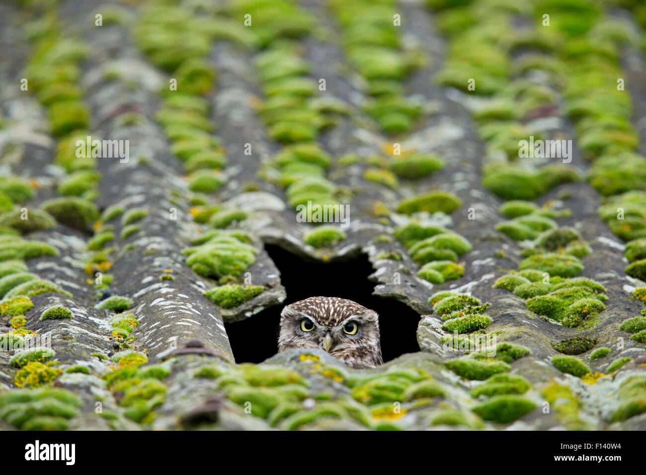 Steinkauz (Athene Noctua) peering aus Nest im Dach der Scheune, UK, Dezember. Stockfoto