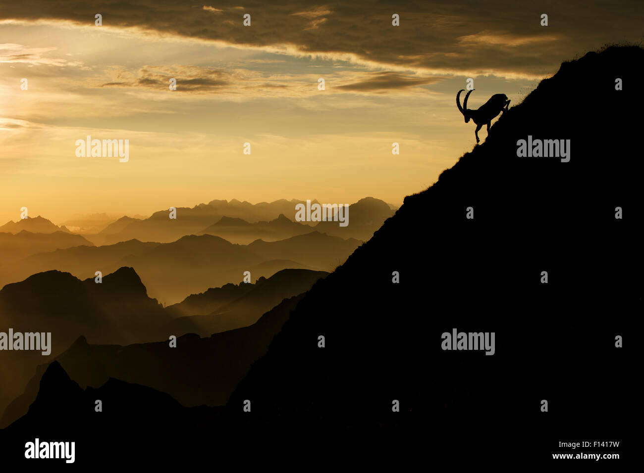 Alpensteinbock (Capra Ibex) männlichen am Berg bei Sonnenaufgang, Berner Alpen, Schweiz, Juli. Erhaltene ehrenvolle Erwähnung in den großen Fotowettbewerb awards 2014. Melvita Natur Bilder Awards Wettbewerb 2014 ernannt. Stockfoto