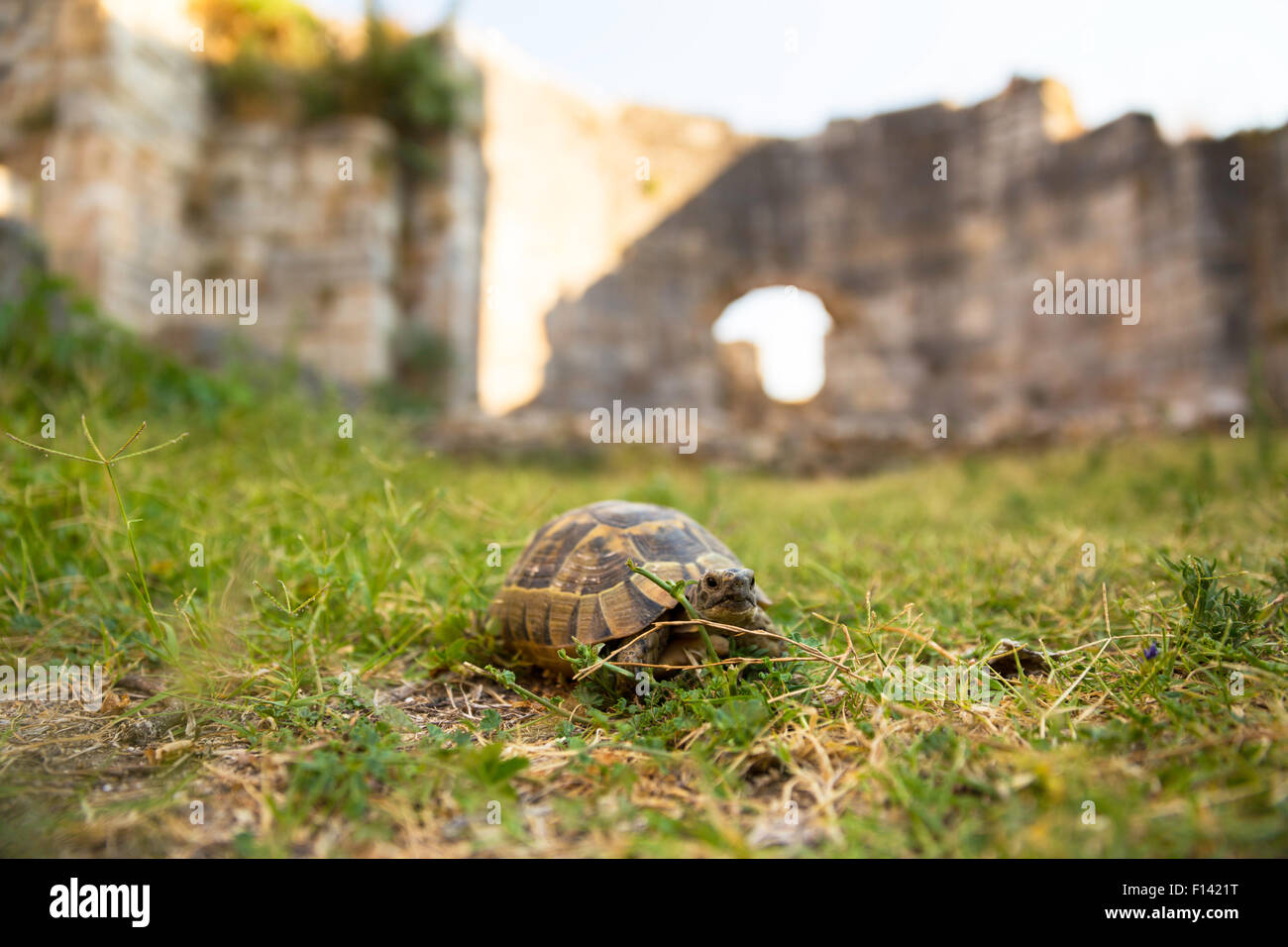 Kasten-Schildkröte kriecht auf einer grünen Wiese zwischen alten Mauern der Stadt Milet Stockfoto