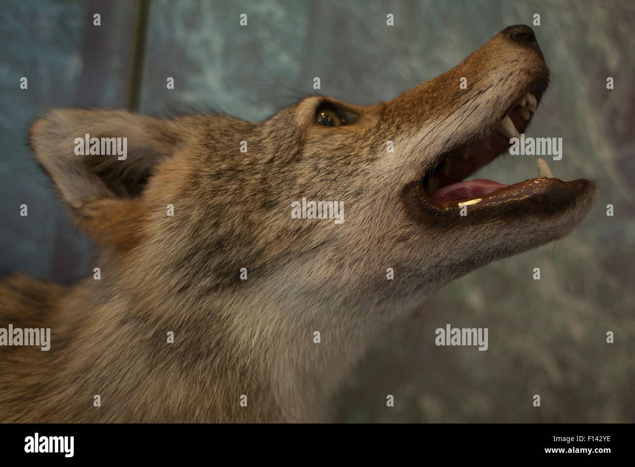 Gefüllte Kojoten im Museum Anzeige. Stockfoto
