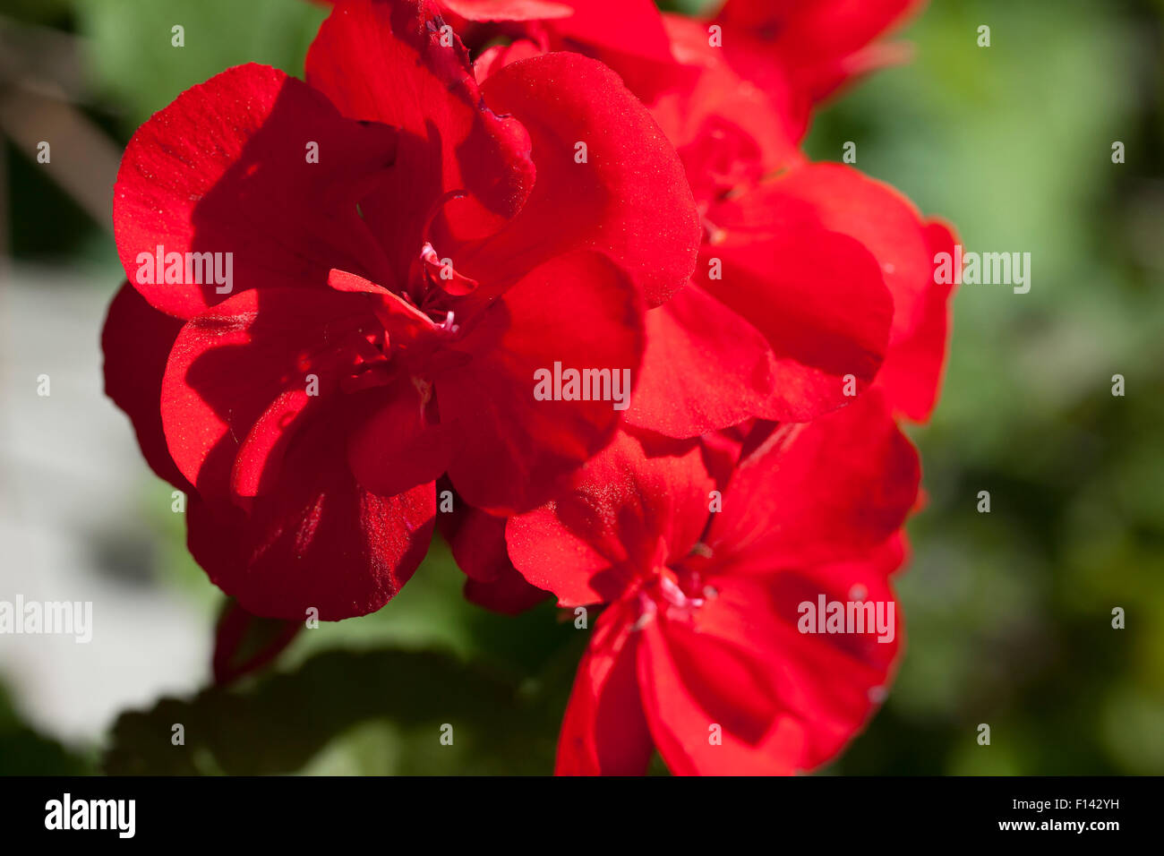 Nahaufnahme einer Geranie Blume. Stockfoto