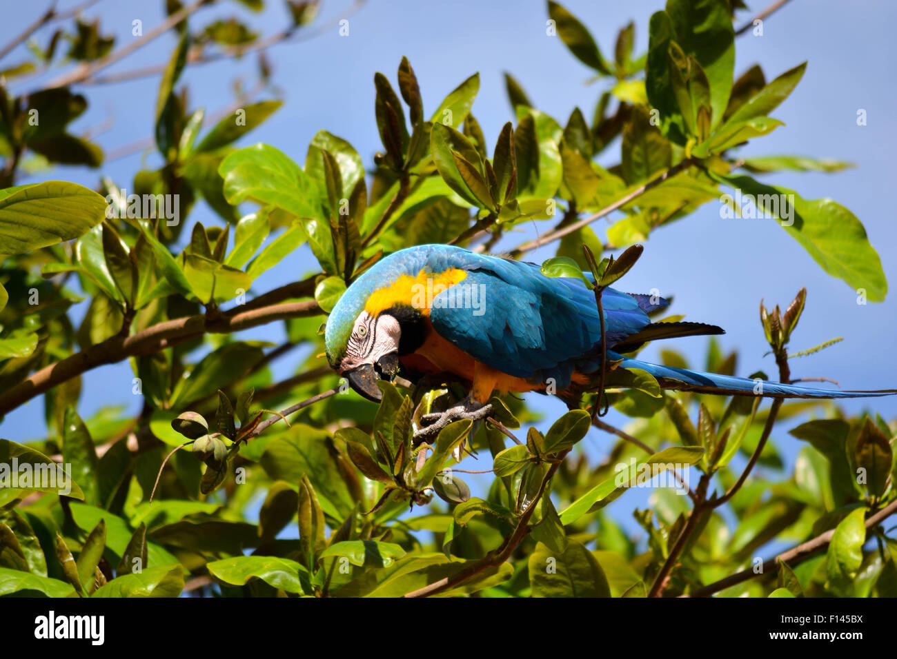 Vogelbeobachtung in Brasilien Stockfoto