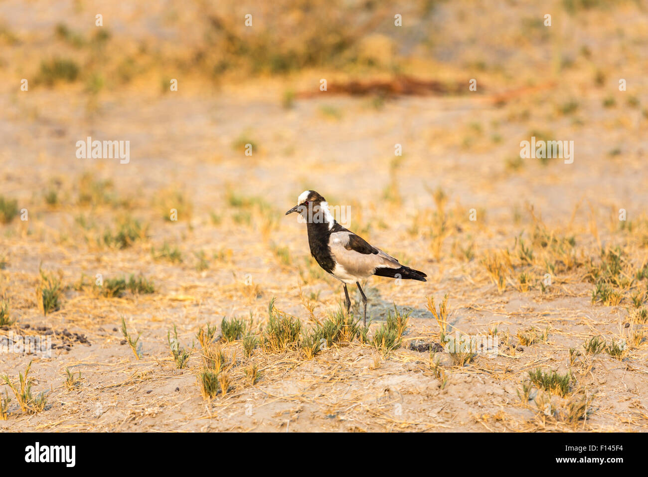 Schwarzen & weißen Markierungen, Schmied Kiebitz oder Schmied Regenpfeifer (Vanellus Armatus) stehend auf trocknen Boden, Okavango Delta, Botswana, Südafrika Stockfoto