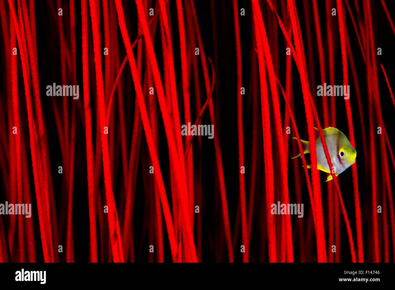 Goldene Riffbarsche (Amblyglyphidodon Aureus) versteckt unter den Zweigen der Rote Peitsche Korallen (Ctenocella sp.) Misool, Raja Ampat, West Papua, Indonesien. Stockfoto