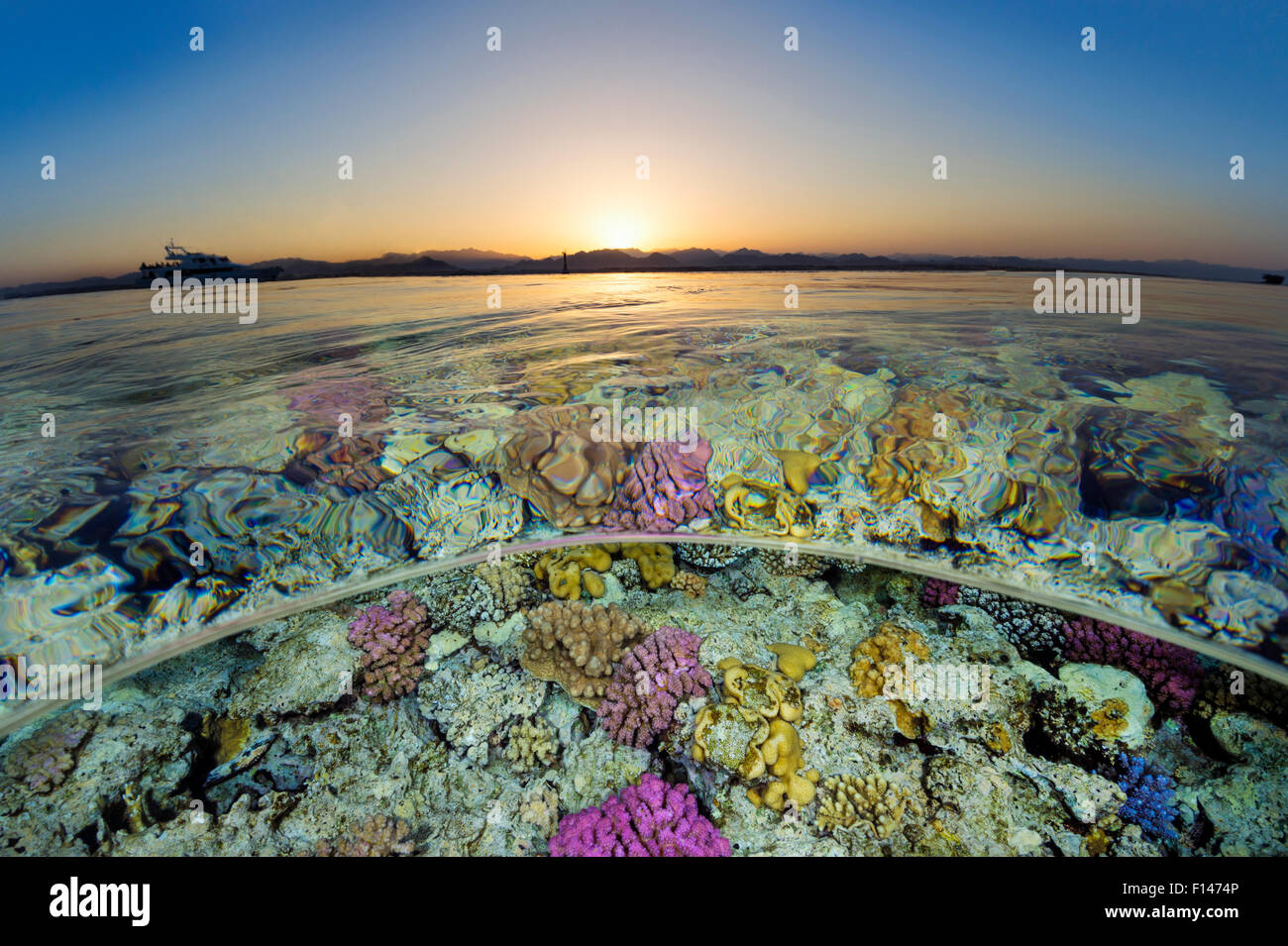 Split Level Blick auf seichten Korallenriff im Roten Meer bei Sonnenuntergang. Gordon Reef, Sinai, Ägypten. Straße von Tiran, Golf von Aqaba, Rotes Meer. Stockfoto