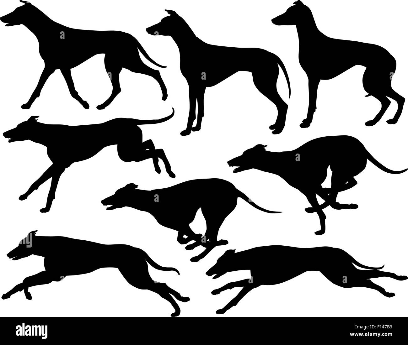 Satz von eps8 bearbeitbare Vector Silhouetten der Windhund Hunde laufen, stehen und traben Stock Vektor