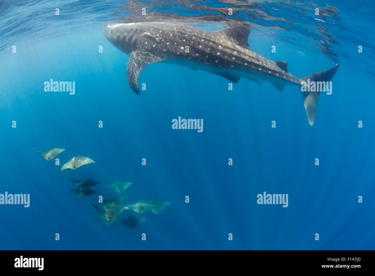 Walhai (Rhincodon Typus), gefährdete Arten und Atlantic Devilray (Mobula Hypostoma) Fütterung, in der Nähe von Isla Mujeres, Karibik, Mexiko, Juli Stockfoto