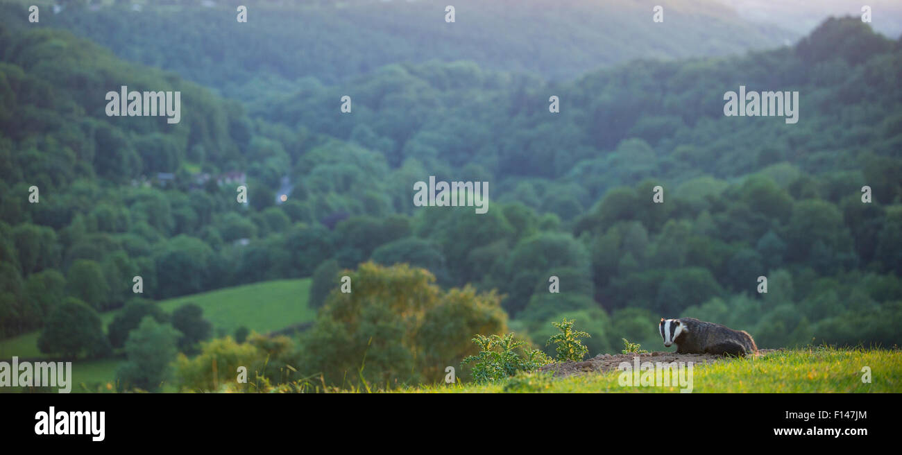 Dachs (Meles Meles) am Eingang zum Sett, Derbyshire, England, UK, Juni. In der Kategorie der Lebensraum des BWPA Wettbewerbs 2014 hoch gelobt. Stockfoto