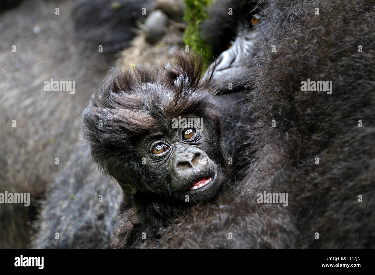 Berg-Gorilla (Gorilla Beringei Beringei)-Baby mit Mutter, Ruanda, Afrika. Stockfoto