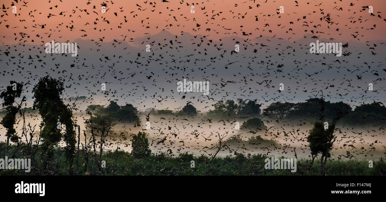 Strohfarbenen Flughunde (Eidolon Helvum) wieder tagsüber Roost in neblige Sumpf Wald kurz vor Sonnenaufgang. Kasanka Nationalpark, Sambia. Stockfoto