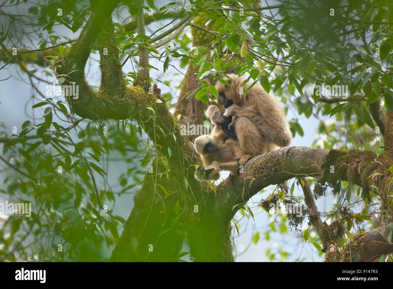 Schwarzen crested Gibbon (Nomascus Concolor) Frau mit Baby, Wuliang Mountain National Nature Reserve, Jingdong County, Provinz Yunnan, China, Asien Stockfoto