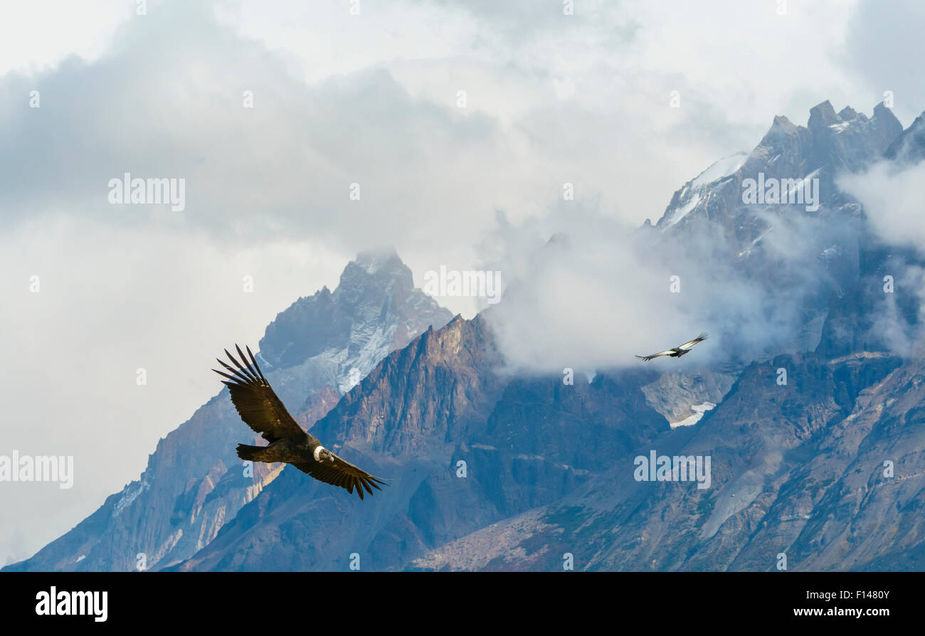 Männlicher Andenkondor (Vultur Kondor) zwischen den Wolken, Los Cuernos Gipfel, Torres del Paine, Chile fliegen. März. Stockfoto