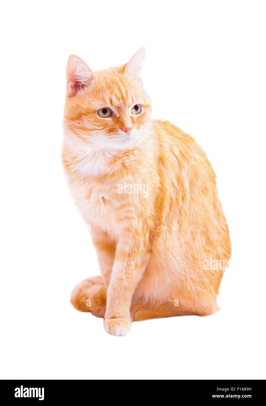 Rote Katze auf weißem Hintergrund Stockfoto