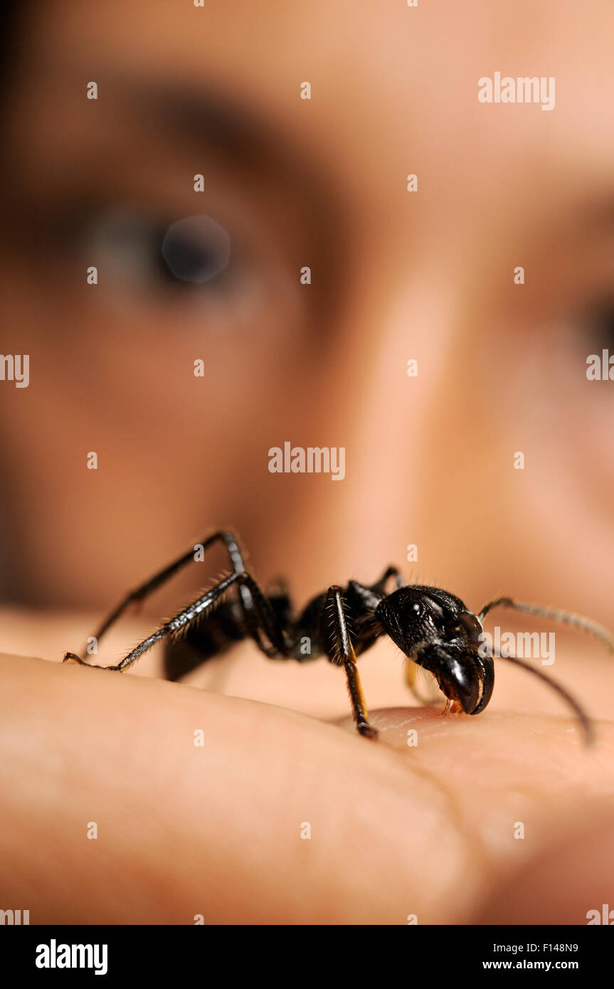 Biologe mit Isula / Bullet Ant (Paraponeragroße Clavata) auf der Seite, Peru. -Modell veröffentlicht. Stockfoto