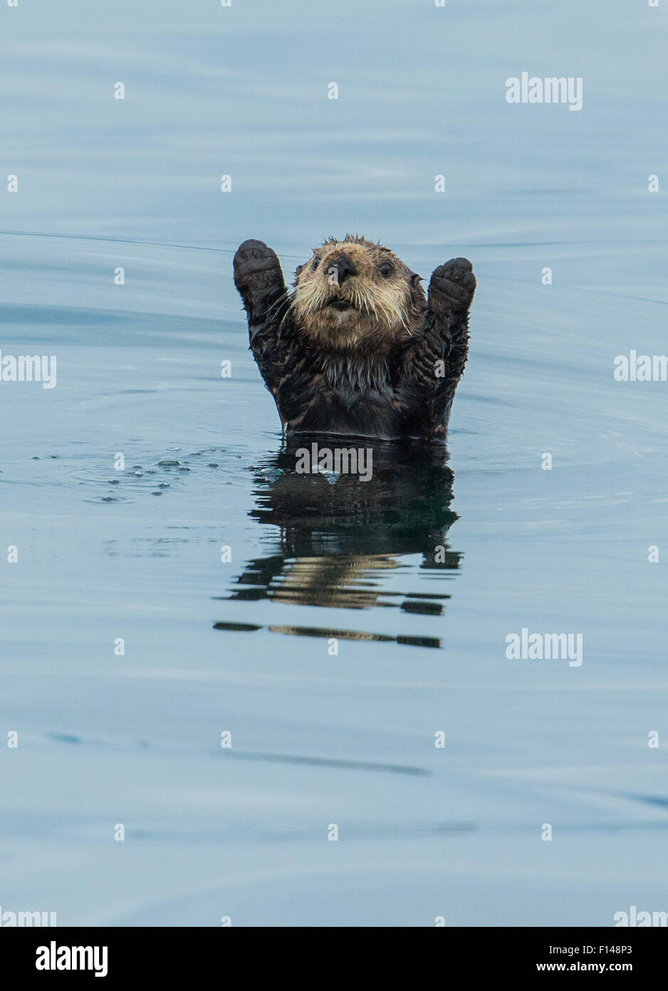 Seeotter (Enhydra Lutris) mit Vorderbeinen angehoben, Sitka Sound, Alaska, USA, August. Stockfoto