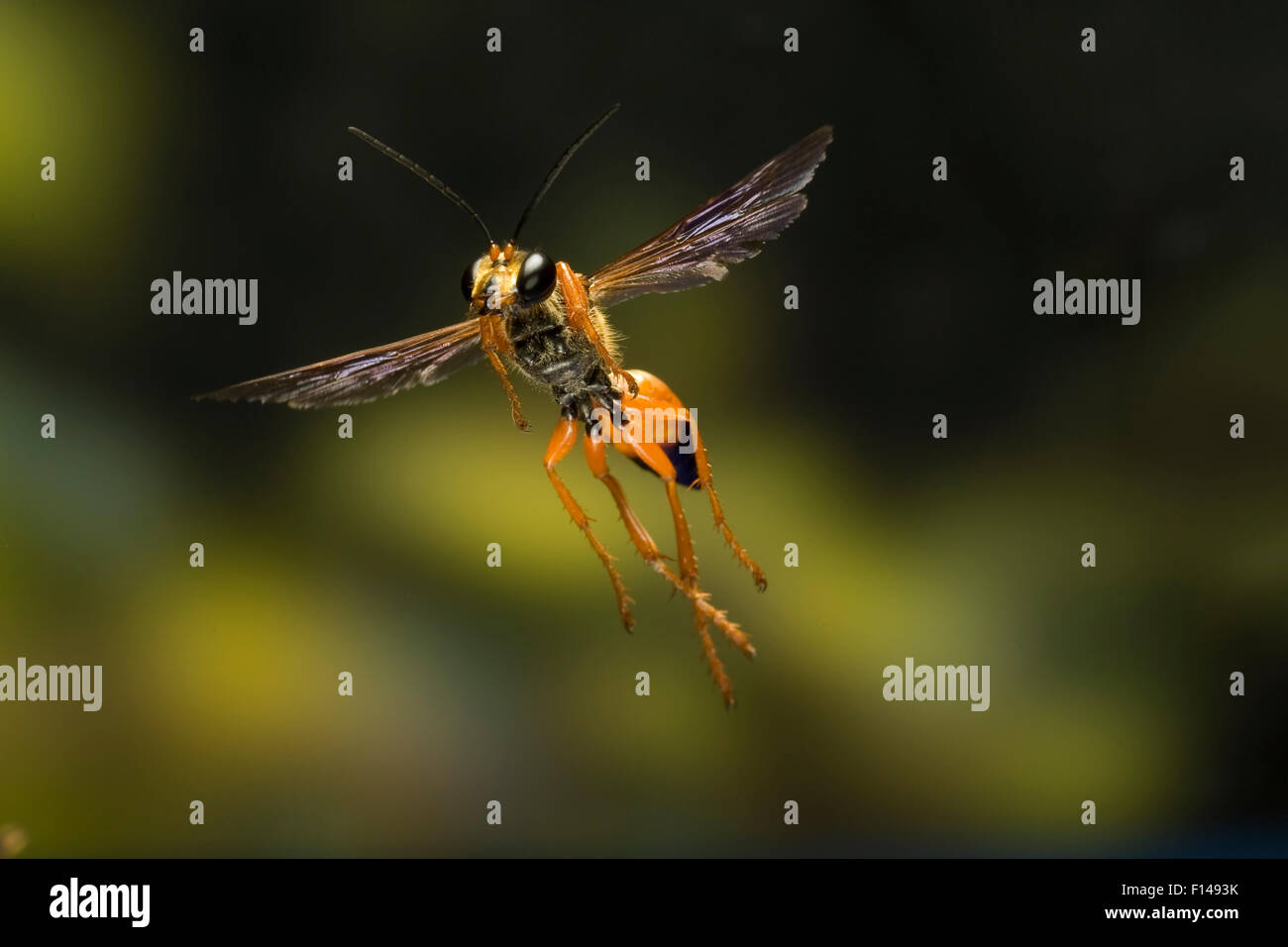 Männlichen großen golden Digger Wespe (Sphex Ichneumoneus) im Flug, Süden von Texas, USA, September. Stockfoto