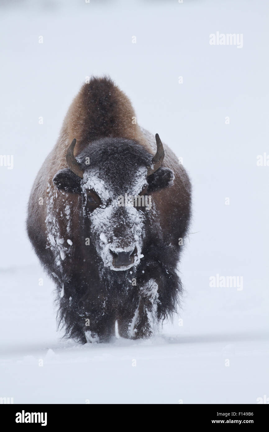 Der amerikanische Bison (Bison Bison) im Schnee, Yellowstone-Nationalpark, Wyoming, Januar. Stockfoto