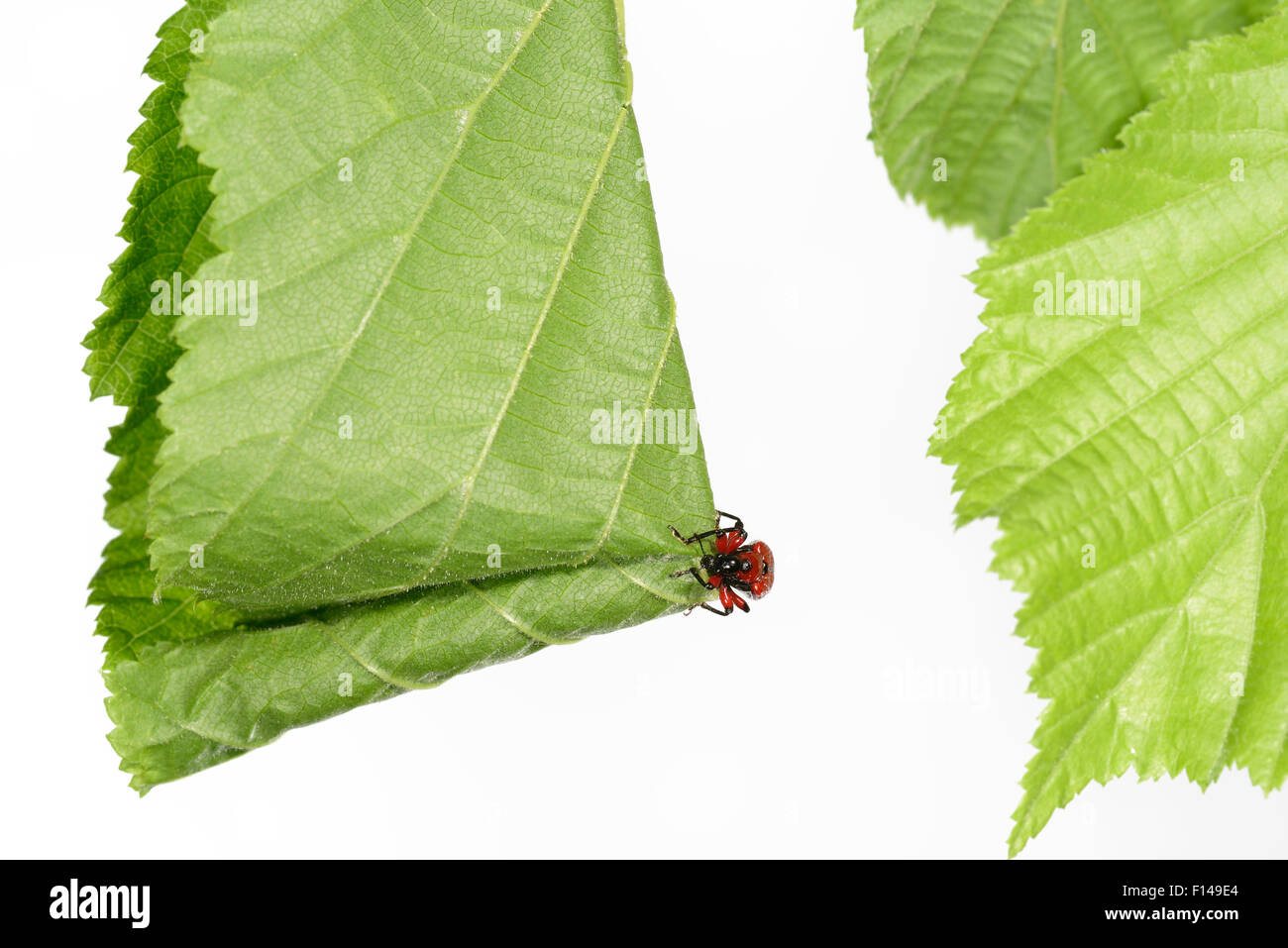 Hazel Leaf-Roller Weevil (Apoderus Coryli) Rollen Blatt, Westensee, Deutschland, Juni. In Gefangenschaft. (Folge 4/7) Stockfoto