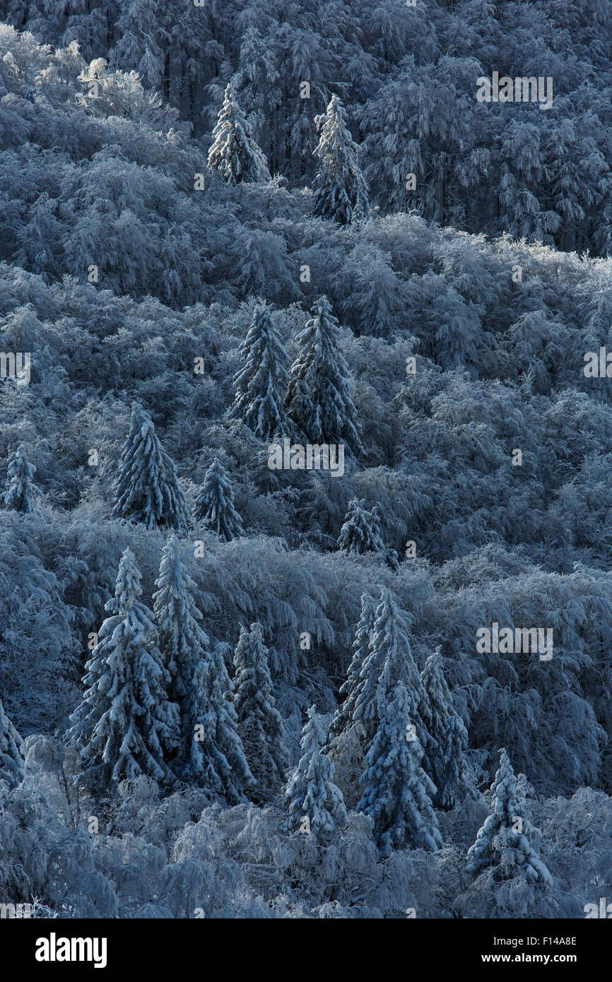 Nadelwald bedeckt mit Schnee, Vogesen, Frankreich, November 2013. Stockfoto