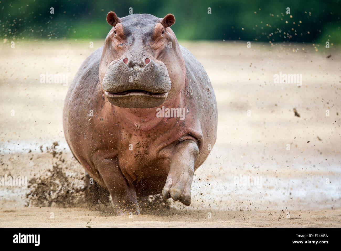 Flusspferd (Hippopotamus Amphibius) weiblich laden im Wasser. Diese Frau hatte ein neugeborenes Kalb am Flussufer, South Luangwa Nationalpark, Sambia. Januar. Stockfoto