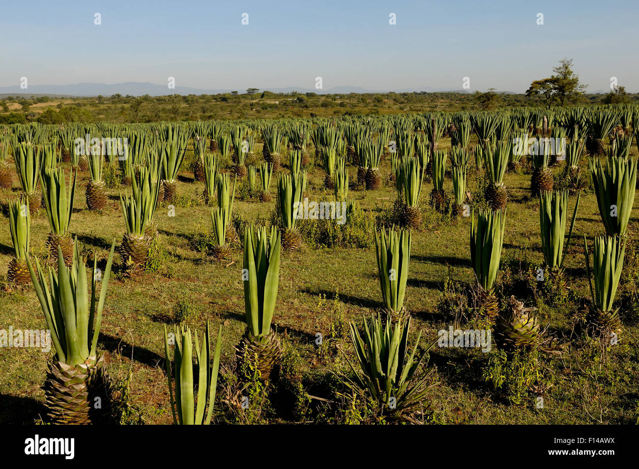 Sisal (Agave Sisalana) Anbau, Kenia, Oktober 2013. Stockfoto