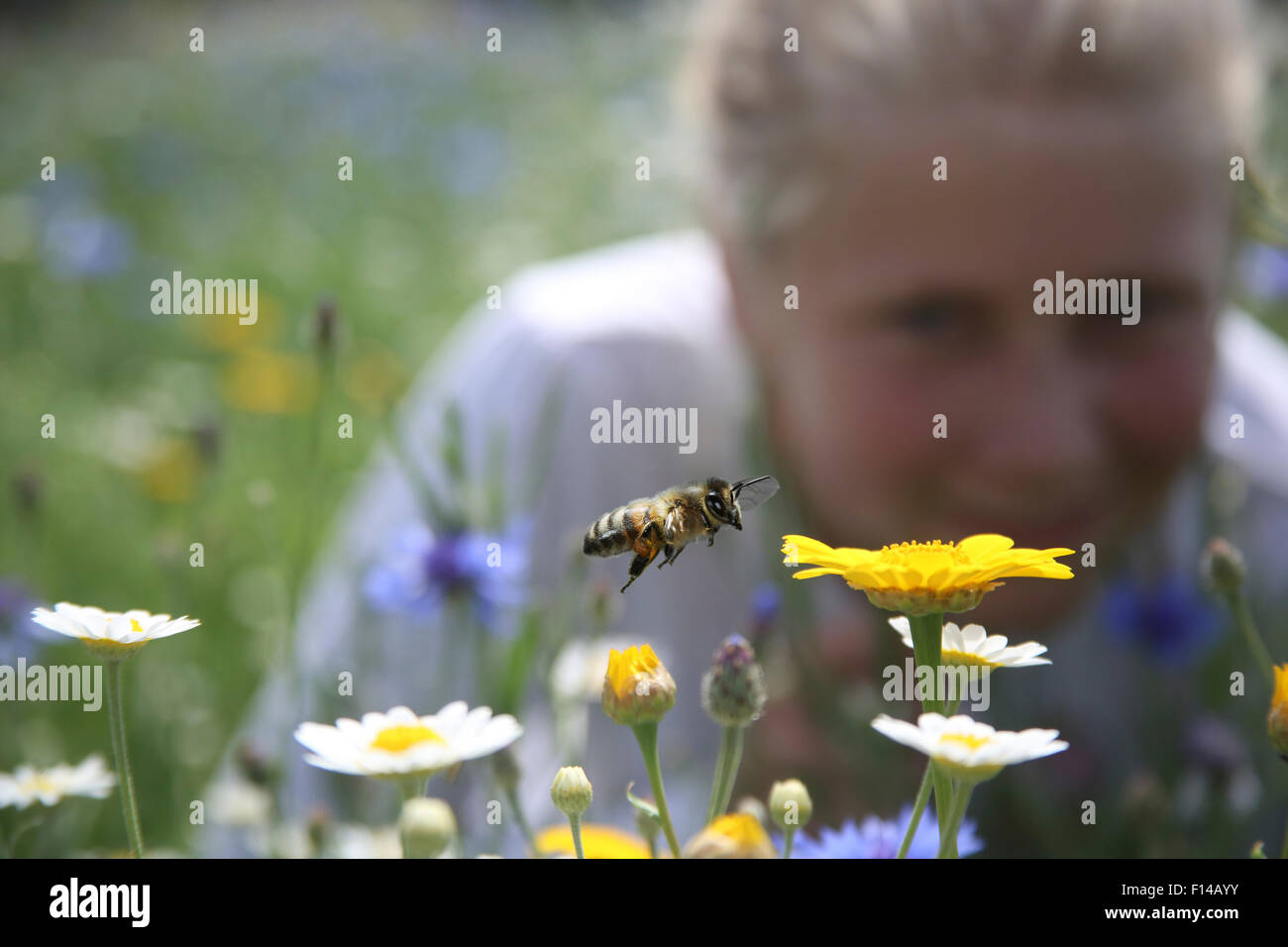 Bienen bei der Biene Welt, des Bischofs Wiese, Farnham zu beobachten. Surrey, England, UK, Juli 2014. Digital Composite. -Modell veröffentlicht. Biene-Welten ist eine Initiative der Freunde der Erde. Stockfoto