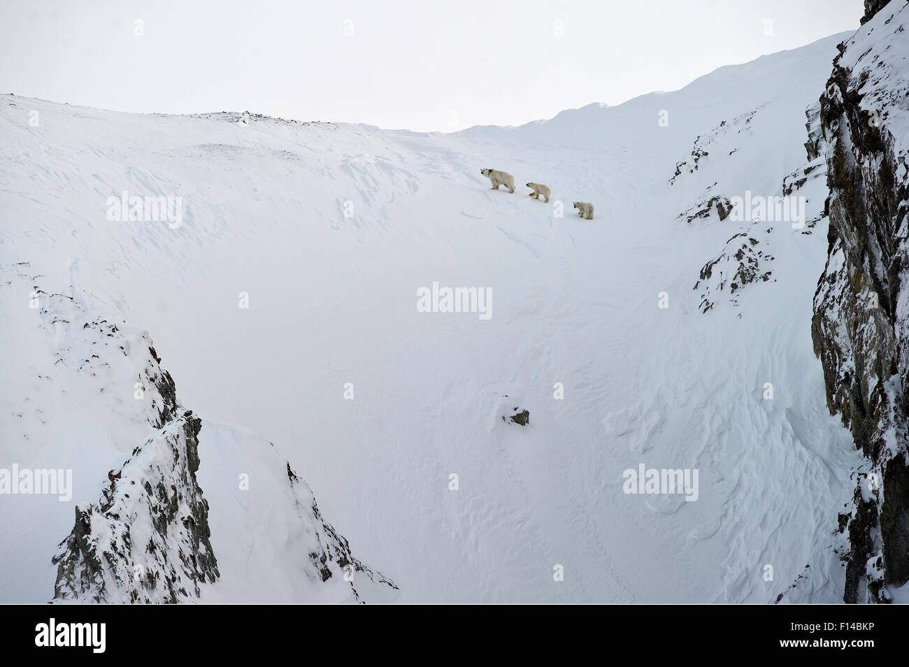 Eisbär (Ursus Maritimus) Mutter und jungen gehen auf verschneiten Hang, Wrangel Island, fernöstlichen Russland, März. Stockfoto