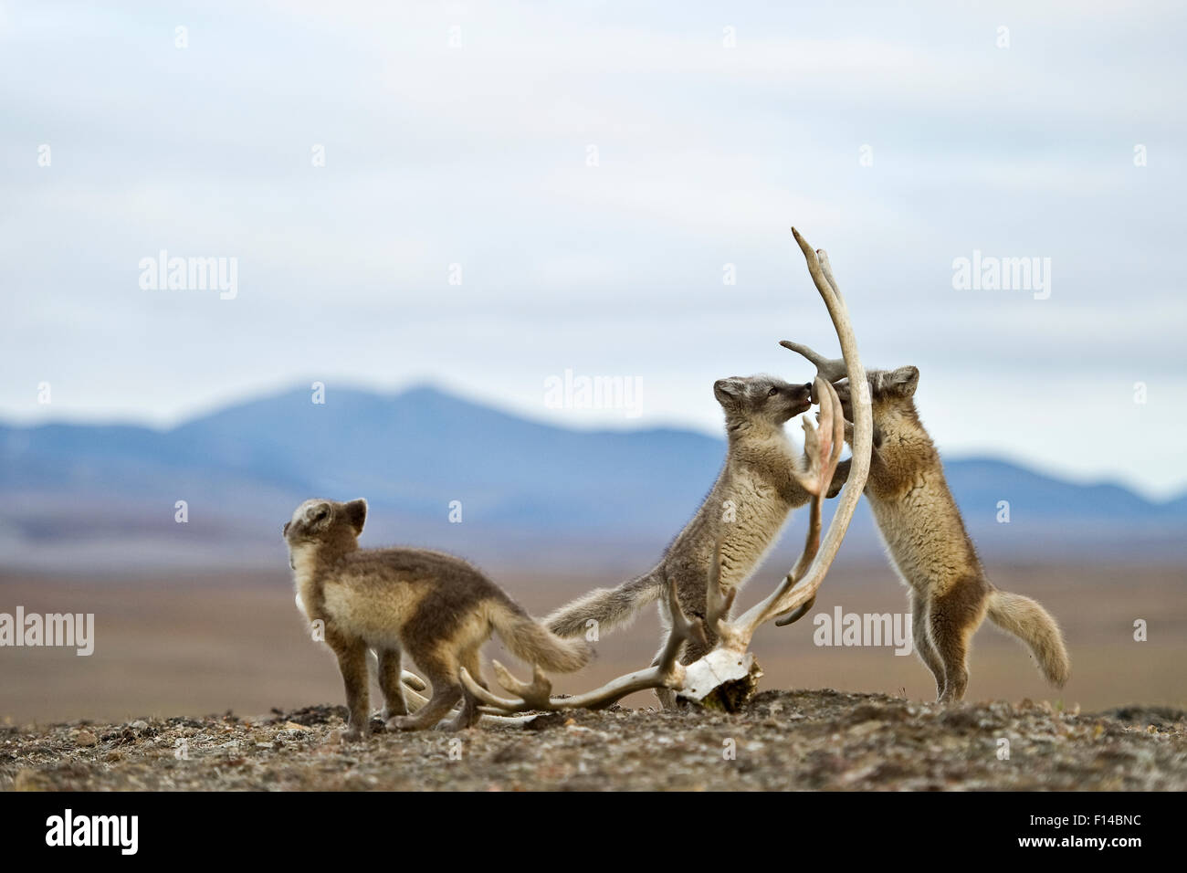 Polarfüchse (Vulpes Lagopus) Jugendliche spielen im Sommerfell, Wrangel Insel, fernöstlichen Russland, August. Stockfoto