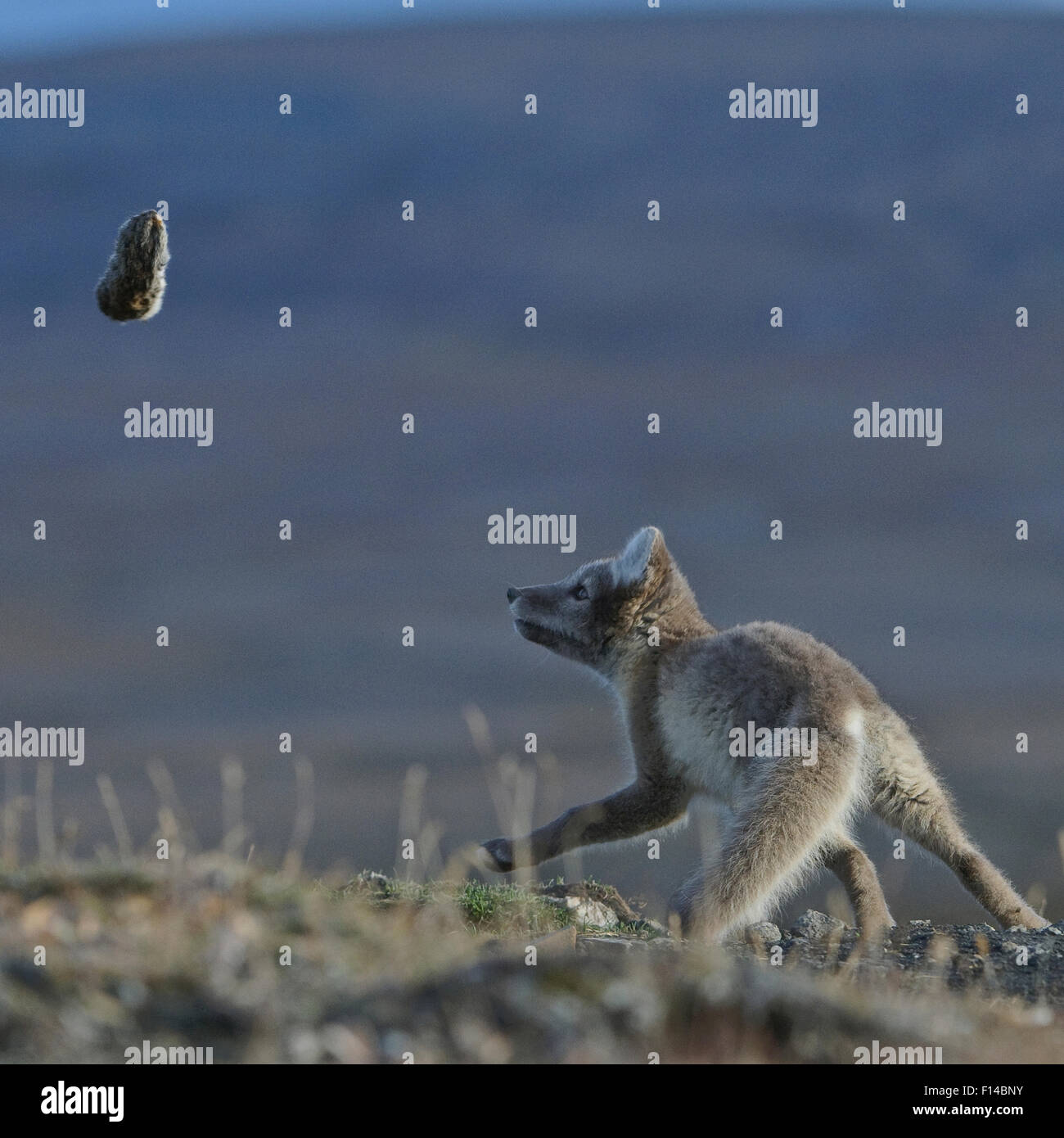 Polarfuchs (Vulpes Lagopus) spielen mit Lemming Beute, Wrangel Island, fernöstlichen Russland, August. NB. Geeignet für bis zu A4-Reproduktion Stockfoto