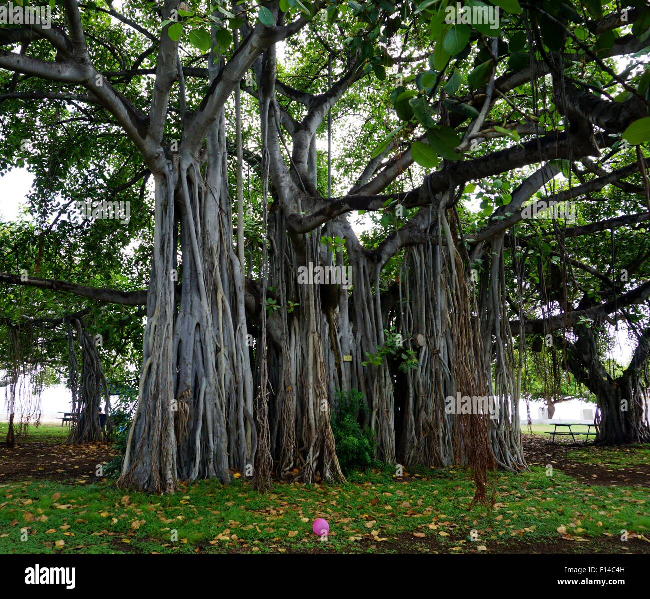 Banyan Tree verloren rosa Ballon Stockfoto