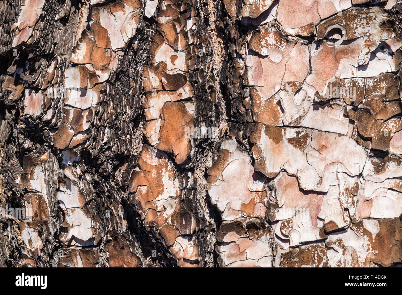 Closeup auf Kiefer Rinde Textur Stockfoto