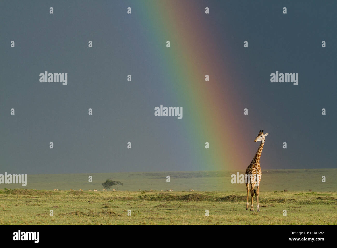 Masai-Giraffe (Giraffa Plancius Tippelskirchi) mit Regenbogen über Masai Mara Wildreservat, Kenia. Stockfoto