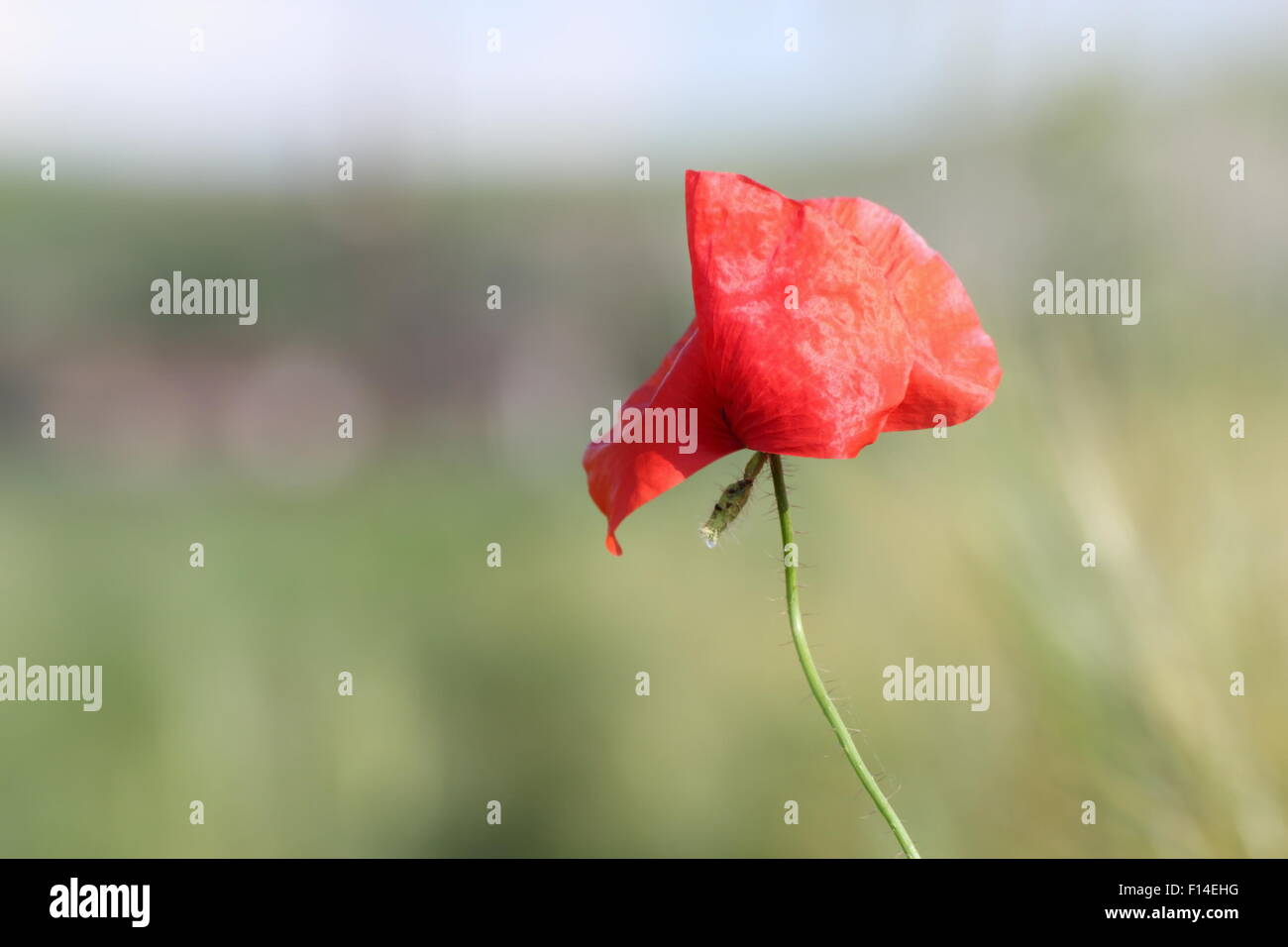 Detail der schöne rote Mohnblume mit defokussierten Hintergrund Stockfoto