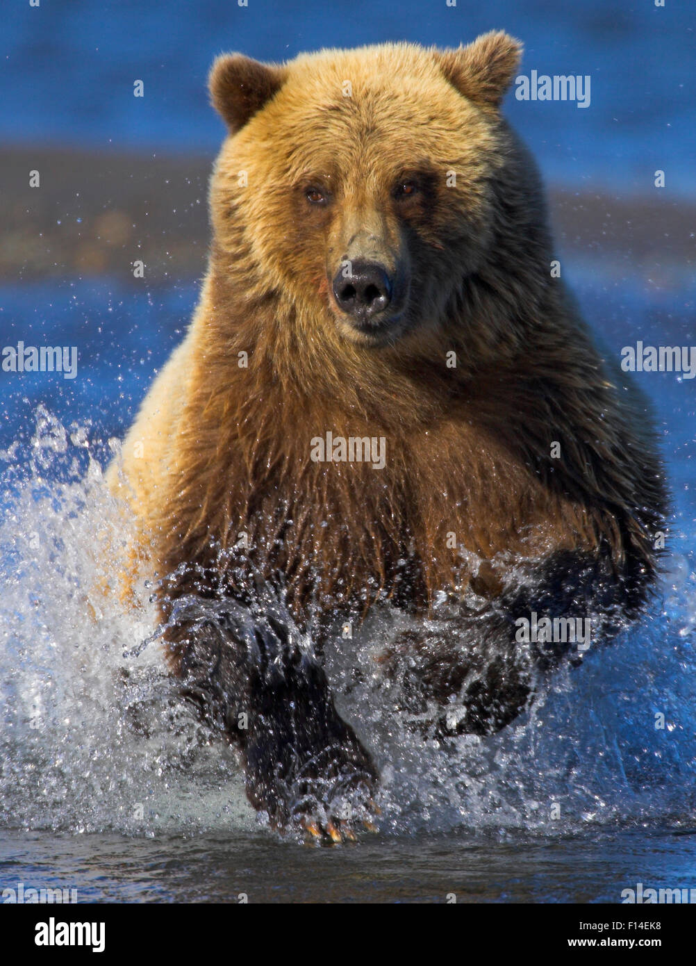 Grizzly Bär (Ursus Arctos Horribilis) Aufladen durch Fluss jagen Lachs, Alaska, USA. Ernte von 01500299. Stockfoto