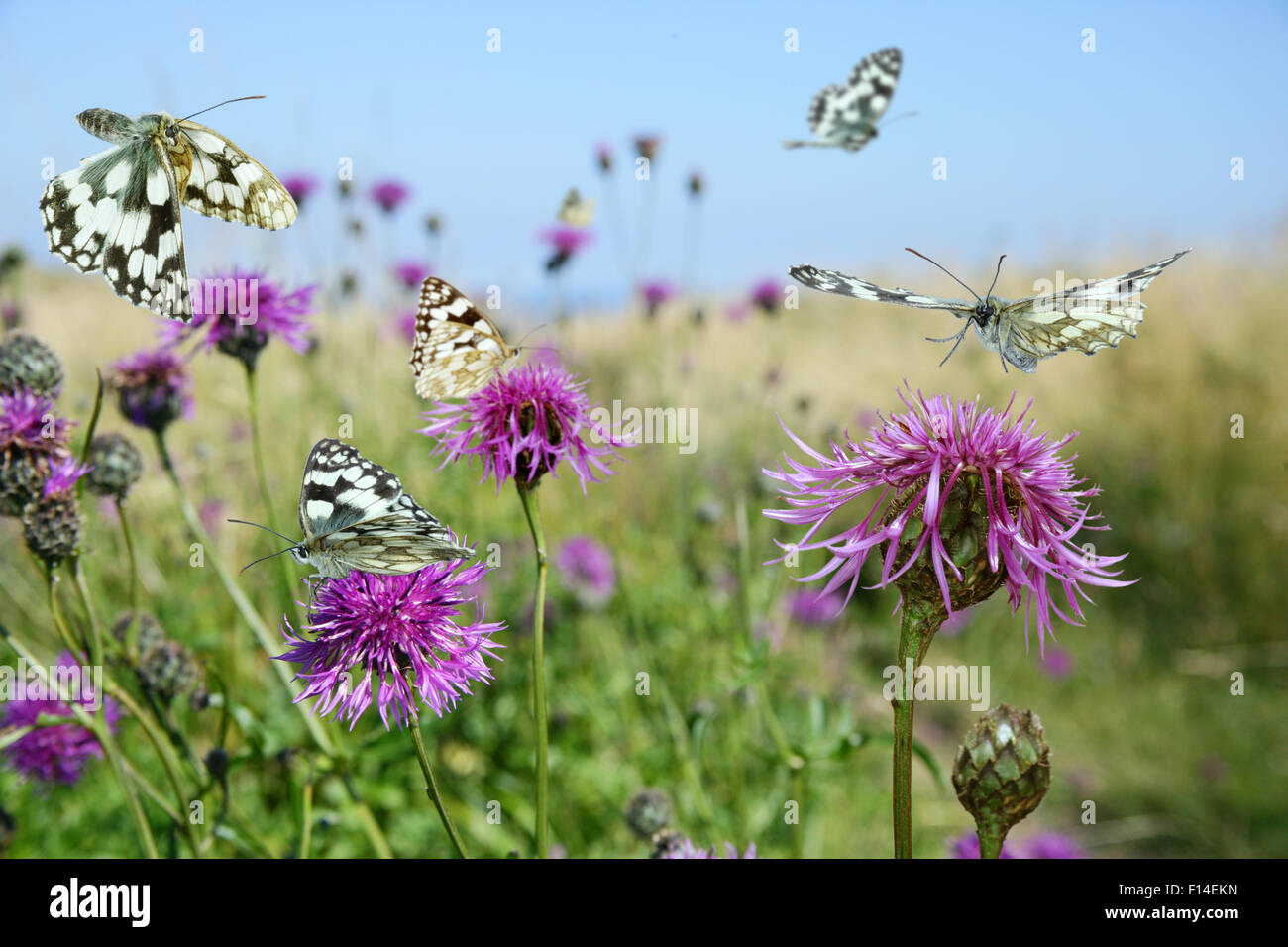 Schachbrettfalter Schmetterlinge (Melanargia Galathea) besuchende mehr Flockenblume (Centaurea Scabiosa) Blumen, Dorset, England. Digital Composite Stockfoto