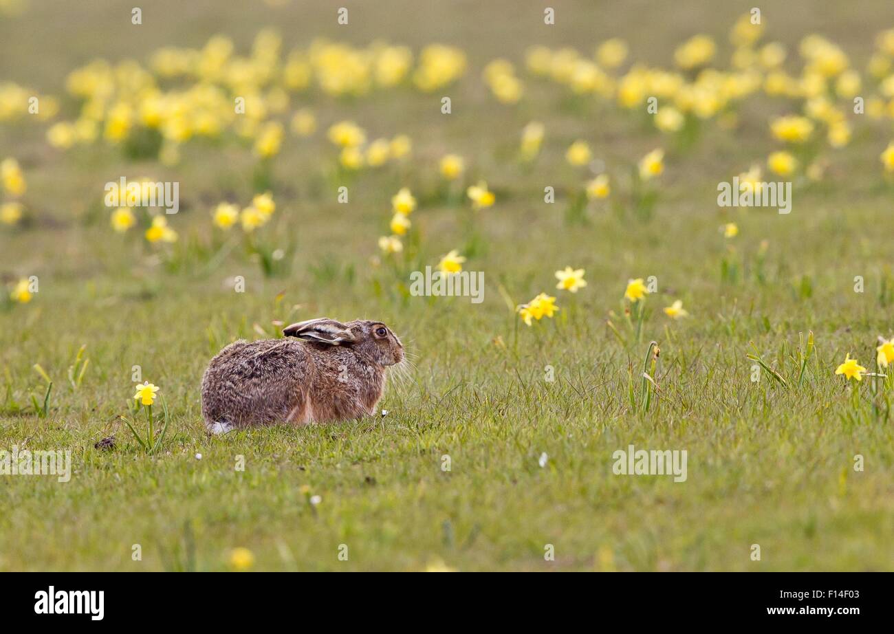 Feldhase (Lepus Europaeus) ruht auf einer Wiese mit Jonquils, Deutschland Stockfoto